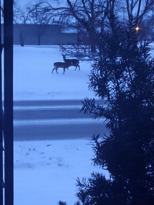 BullAppPct's tweet image. Good morning from Mid-Michigan!