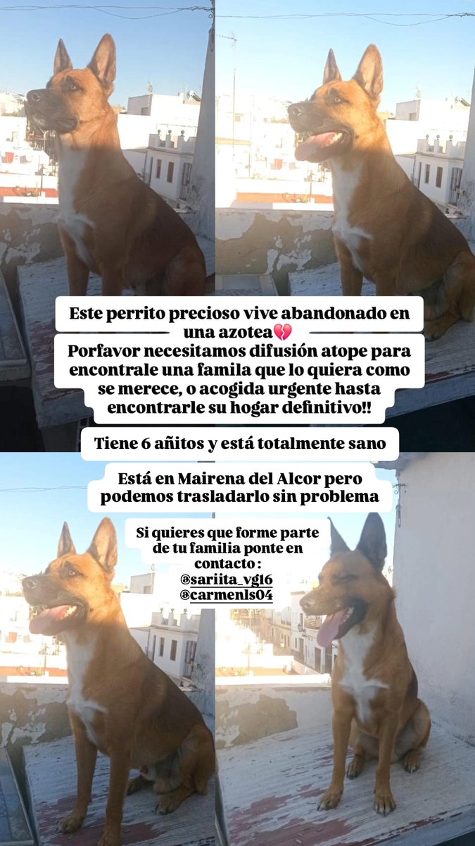 Os pido difusion, sobre todo por Sevilla, es un perro que está en una situación complicada! Podeis poneros en contacto con <a href="/Karmenleon/">La Carmen ۞🇵🇸</a>