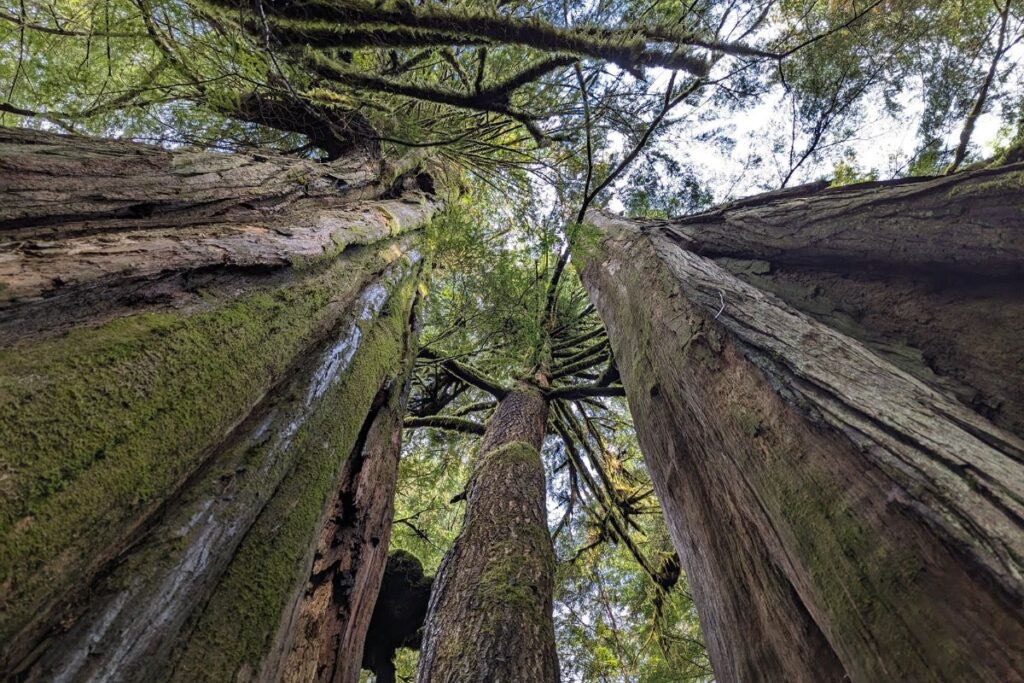 Cathedral Groves’ Reign
Sovereign over root zone shared
Hyphae connected

Breathing in, exhales
Synergy in all living
Tall standing to rot

Cathedrals’ crafted
Glory witnessed, manifest.
Trunks all, Some timber

Together growing
Planting Inosculations’
Support from stillness
- Be