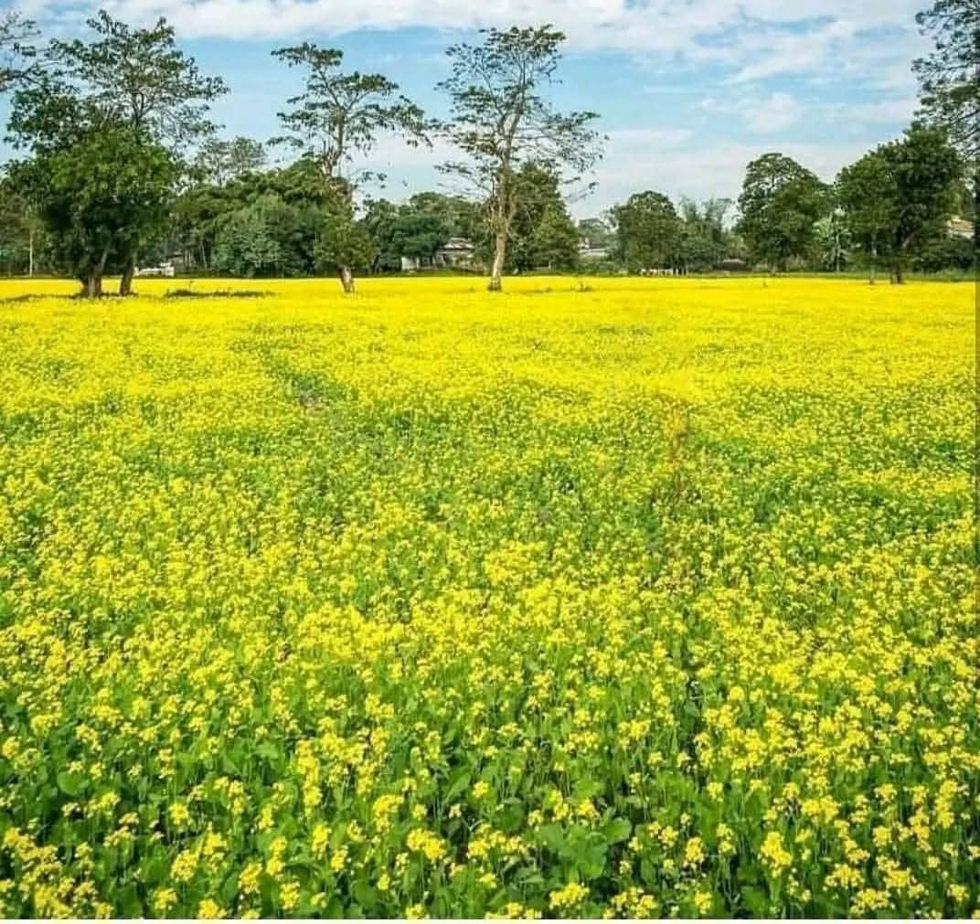 गाँव की प्राकृतिक सुंदरता के आगे,
शहर के सारे पार्क फीके पड़ जाएंगे..❤️🌻
