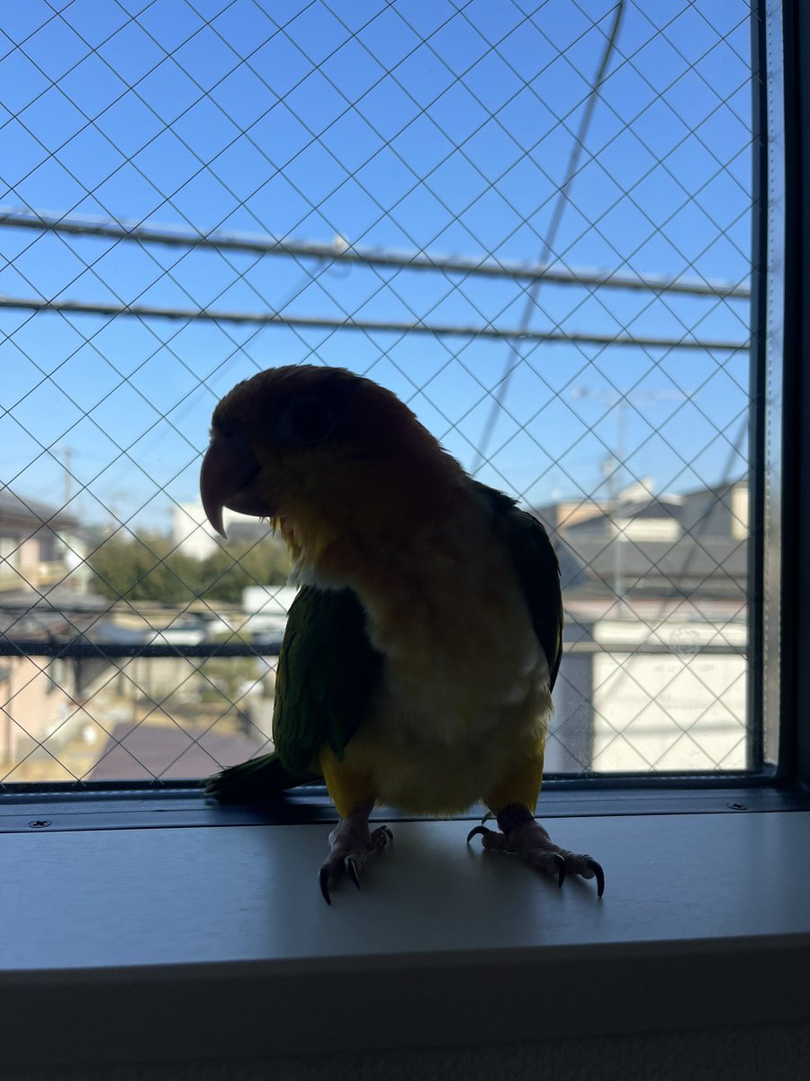 ぼくブラックもち丸なんだぜぇぇぇ〜

#もち丸
#シロハラインコ