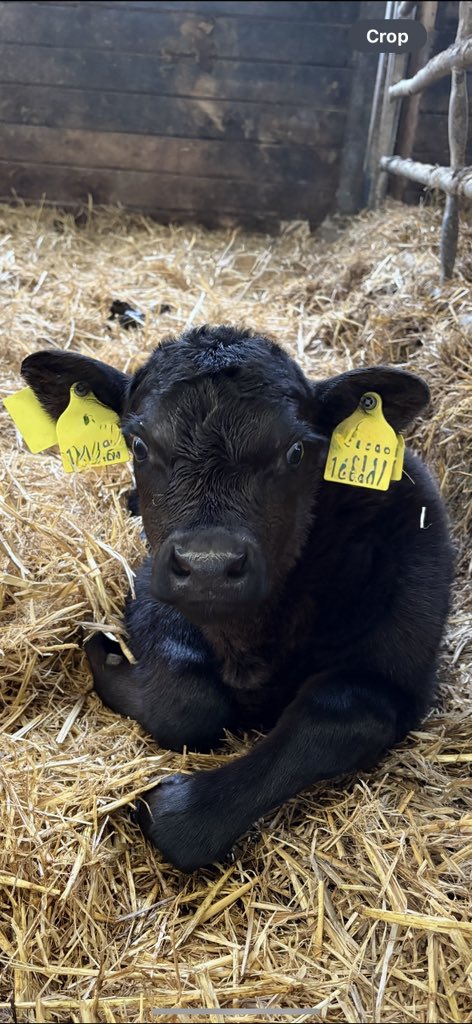 Farming in North Devon (@farmingdevon) on Twitter photo A little earlier than expected but this #newborn Angus calf has joined our herd. #organic #livestock <a href="/SoilAssociation/">Soil Association</a> #devon A little earlier than expected but this #newborn Angus calf has joined our herd. #organic #livestock <a href="/SoilAssociation/">Soil Association</a> #devon