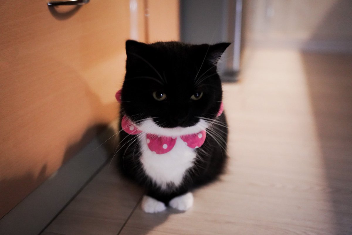 Where is my chicken…?