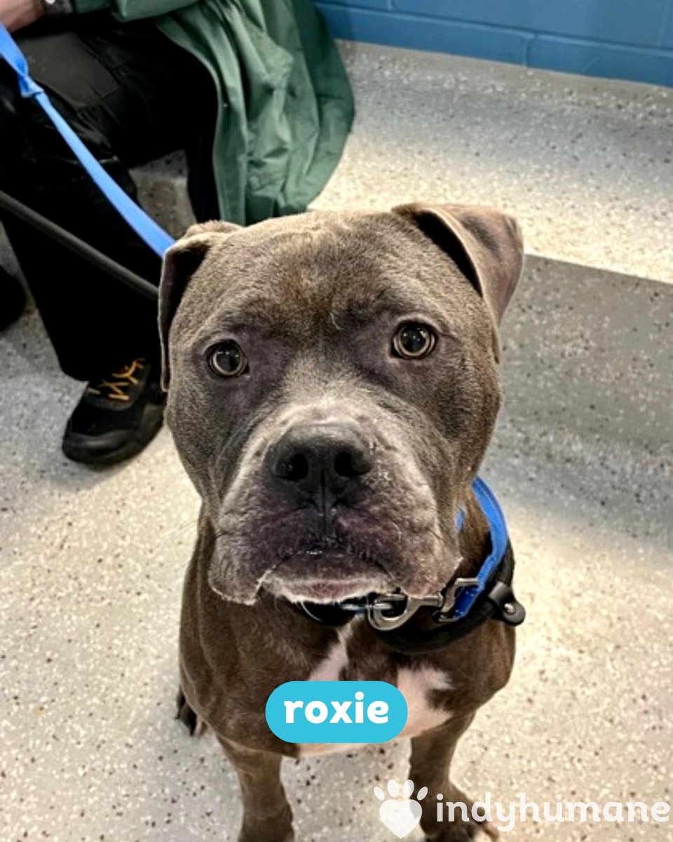 IndyHumane tweet media