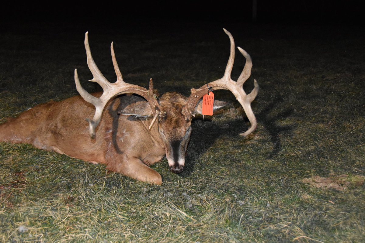 The Podcast on this MEGA - GIANT just dropped!!

Codey M. Redd took this 231 5/8 inch monster in Ohio during their Centerfire Rifle Season 💥 
After reviewing our BTR system, we can now confirm that he is the #1 place holder for the states Centerfire State Record! Big thanks to