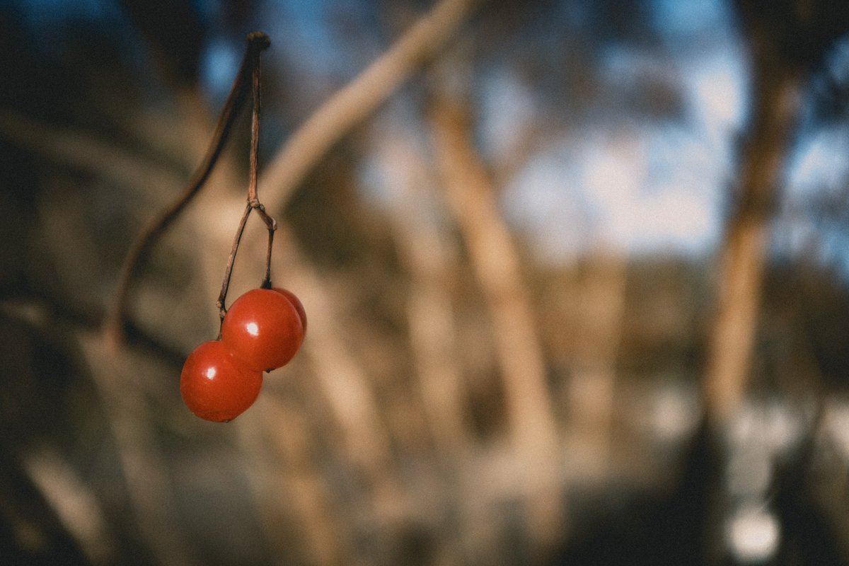 manganite's tweet photo. Some red berries...
📍 Zürich | Switzerland
📷 Fujifilm X-T5
📅 2025
Tags:
#nature
#naturephotography
#photography
#photo
#plants
#berries
#winter
#bokeh
#color
#red
#affoltern
#zurich
#switzerland
#fujifilm
#fujixseries
#xt5
#lightroom
#manganite https://t.co/erxYZBRY1v