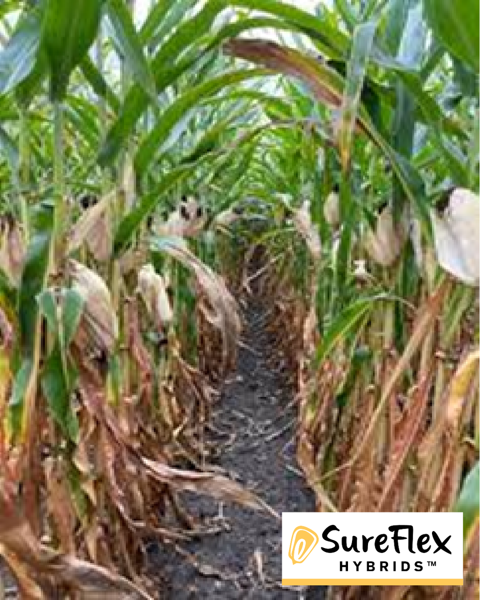 SureFlex Hybrids tweet media