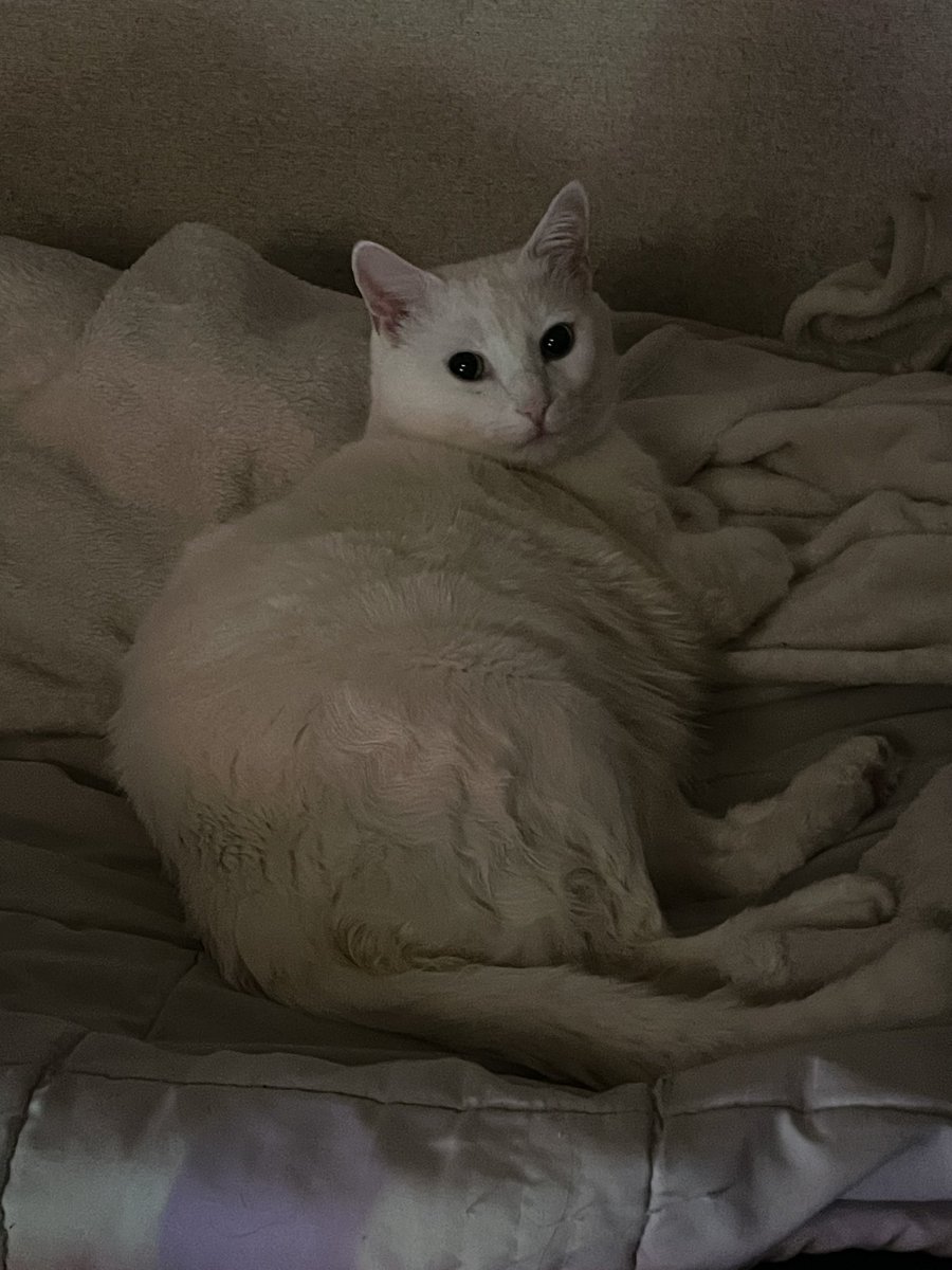 IzsteamXIV's tweet photo. Fat kid just sleeps all day and cuddles dad https://t.co/oow86qO2y9