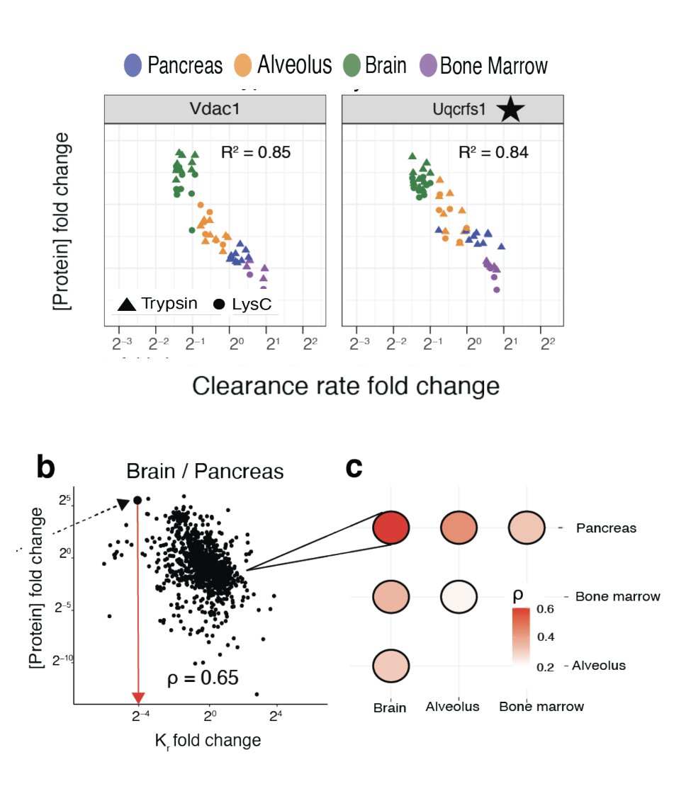 slavov_n's tweet image. What determines protein levels ?
For many proteins, abundance variation is dominated by clearance (degradation & dilution) variation.
Globally, clearance variation across tissues (e.g., brain & pancreas) explains ~ 40 % of protein abundance variation.
biorxiv.org/content/10.110…