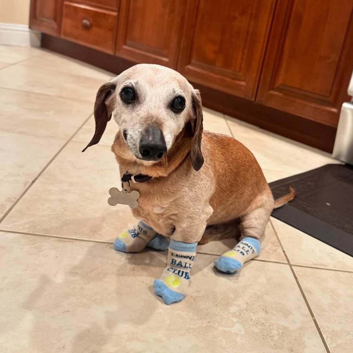 dog_rates's tweet image. This is Obi. He just got some cool new anti-slip socks, because safety is always in style. 13/10 #SeniorPupSaturday