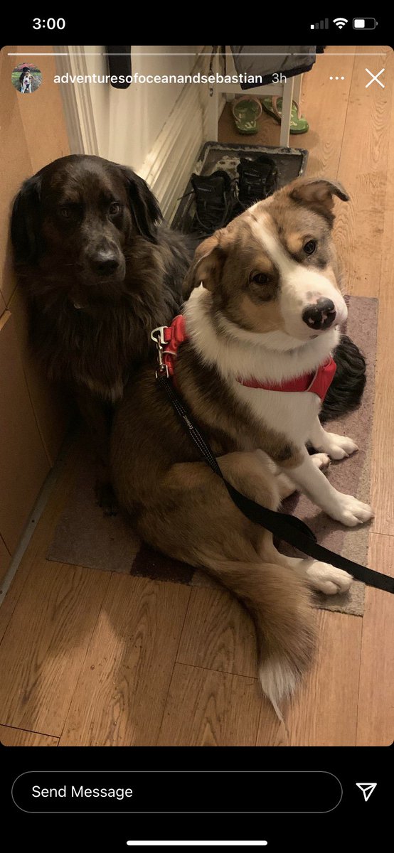 L.H. Kirkland 🇨🇦 🇺🇦 tweet media