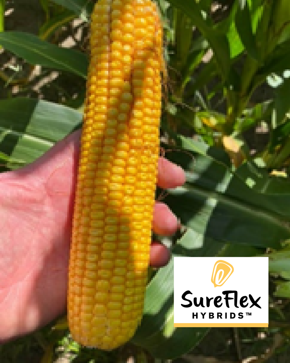 SureFlex Hybrids tweet media