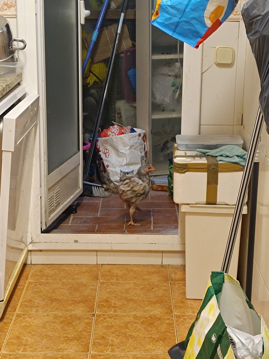 Acaba d'entrar una gallina a casa i no sabem com. Centre de Barna, algú la troba a faltar?