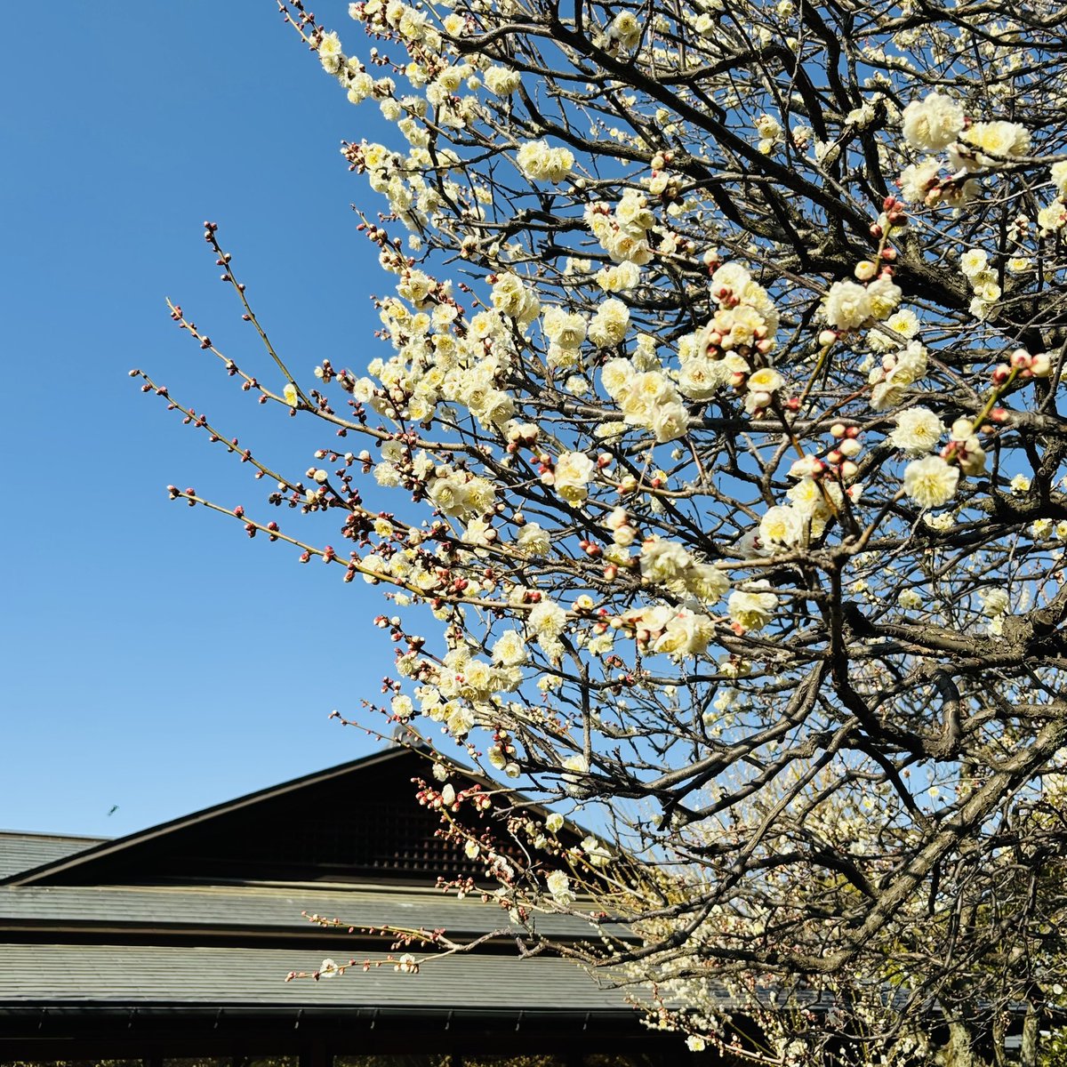 BAge1028's tweet photo. 今日は梅の花を観に行きました💖
とてもいい香りで思わずうっとり☺️
休憩でお抹茶と和菓子もいただきリフレッシュできました✨ https://t.co/c5CsLbr2tJ