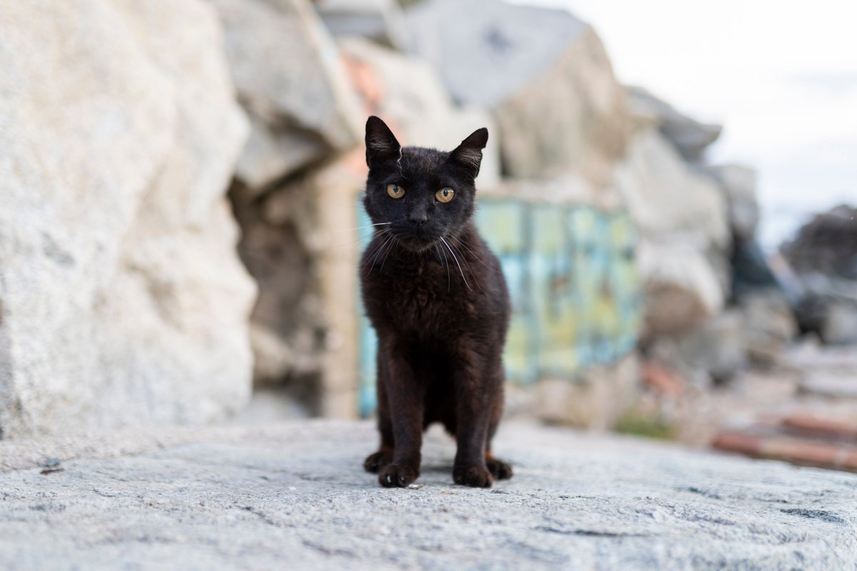 📛 No a l'esborrany del CER

👉🏼 vall-llosada.com/ca/noticies/no…

#gatscomunitaris #ajuntaments #responsabilitat #benestaranimal #veterinaris #Generalitat #Catalunya