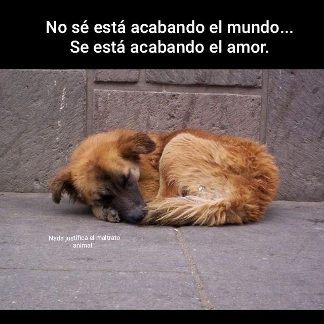 Almas De La Calle tweet media