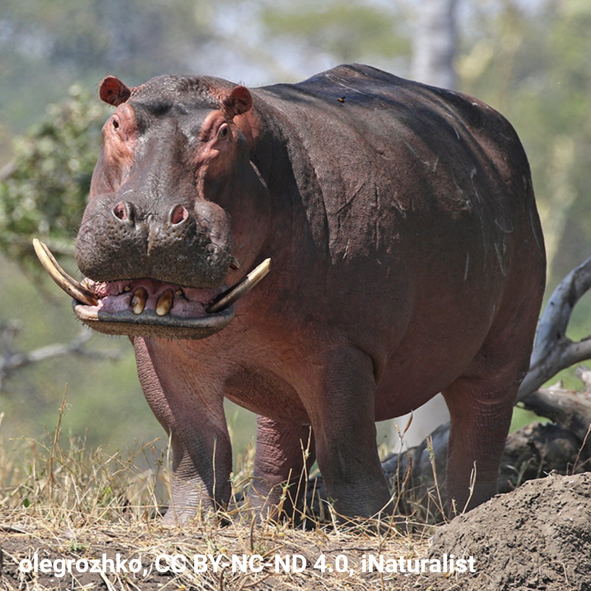 AMNH's tweet photo. Hip hip hooray, it’s National Hippo Day! #DYK? Hippos are one of the largest living land animals. Full-grown adults can reach weights of up to 7,055 lbs (3,200 kg)! These large herbivores live in Africa &amp; have one of the strongest bites in the animal kingdom! https://t.co/8T0jl4i4TM