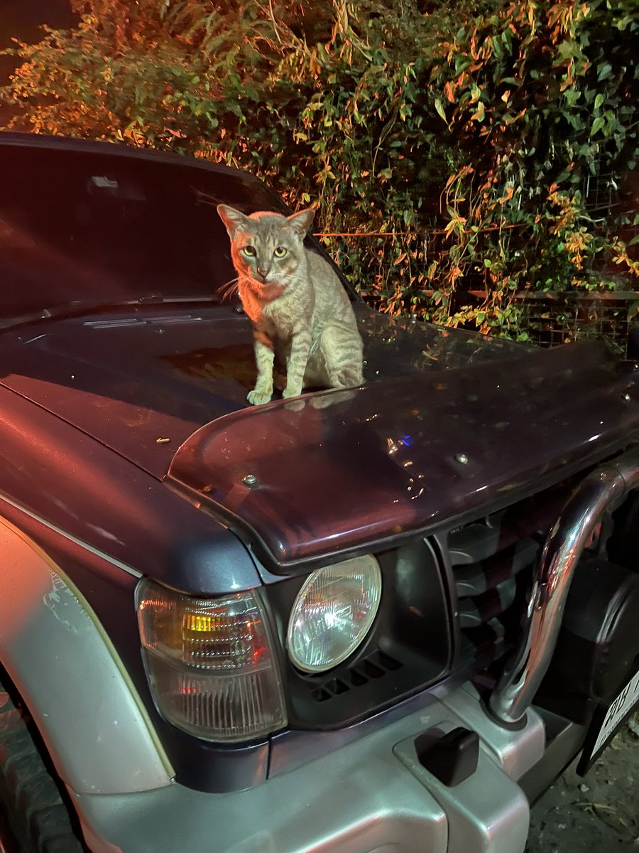 skytrain9's tweet image. I can't drive my car because she's on the hood of it. #cat #pajero