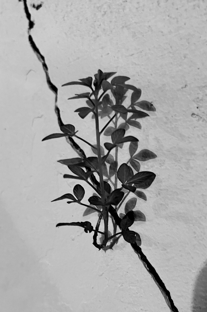 dsuperboy's tweet image. Tetaplah tumbuh.