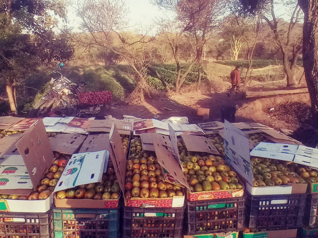 #سمبس_تحقق_اهدافها
اكتسب المزارعين معرفة زراعية في وجود المهندسين الزراعيين باستخدام التقنيات الزراعية الحديثة 

واثار المعرفة والارشاد يتم حصادها في ثمار محاصيل الخضار
#ذمار_عتمه_بني_رفيع
 <a href="/SMEPSYEMEN/">SMEPS</a>
 <a href="/SFDYemen/">SFD-Yemen</a> <a href="/UNDPYemen/">UNDP Yemen</a> <a href="/UNinYE/">UN Yemen</a> <a href="/AlbankAldawli/">مجموعة البنك الدولي</a>