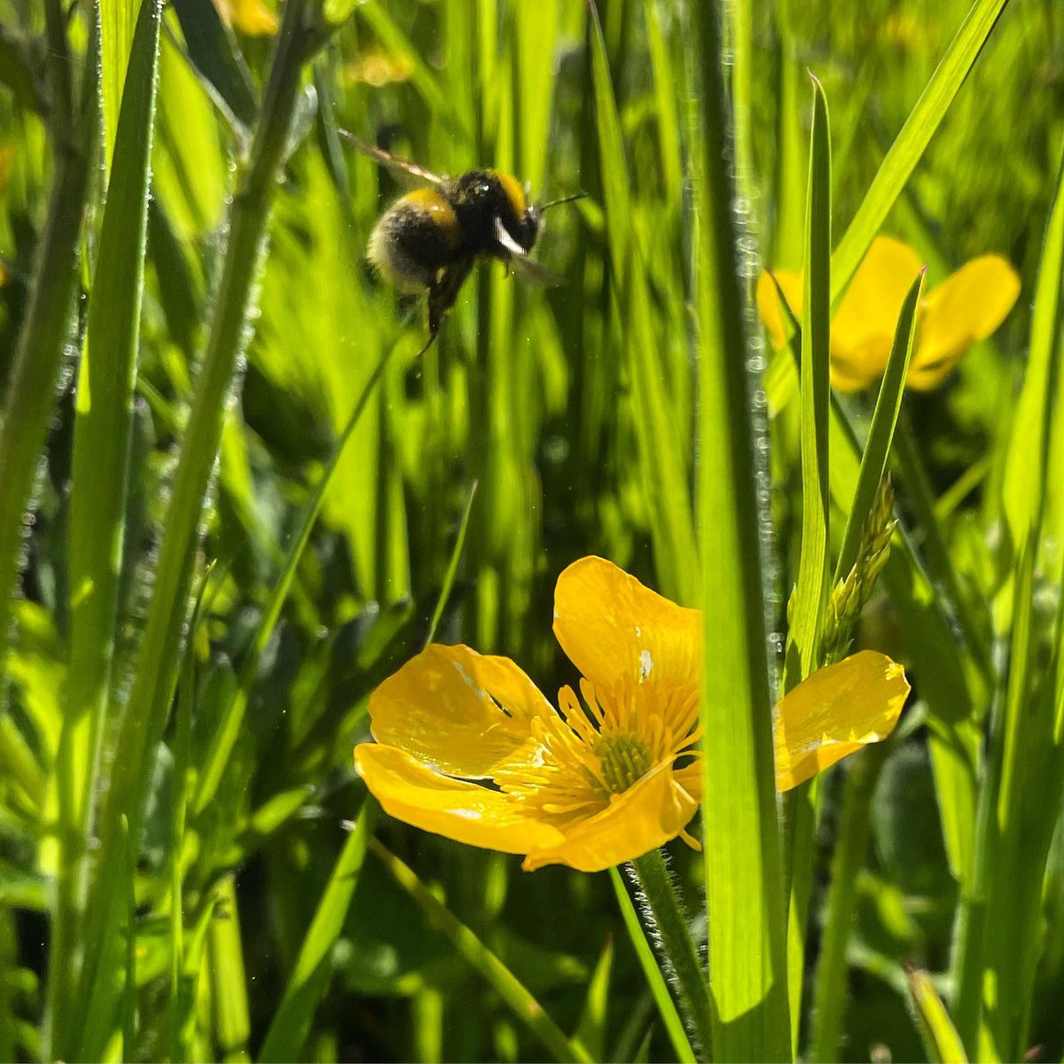 veg_plotter's tweet image. Discover the fascinating world of pollinators and their vital role in our ecosystem on our blog. Learn how to attract these beneficial insects to your garden and create a thriving habitat for them. #pollinators #gardening #vegplotter #blog vegplotter.com/blog