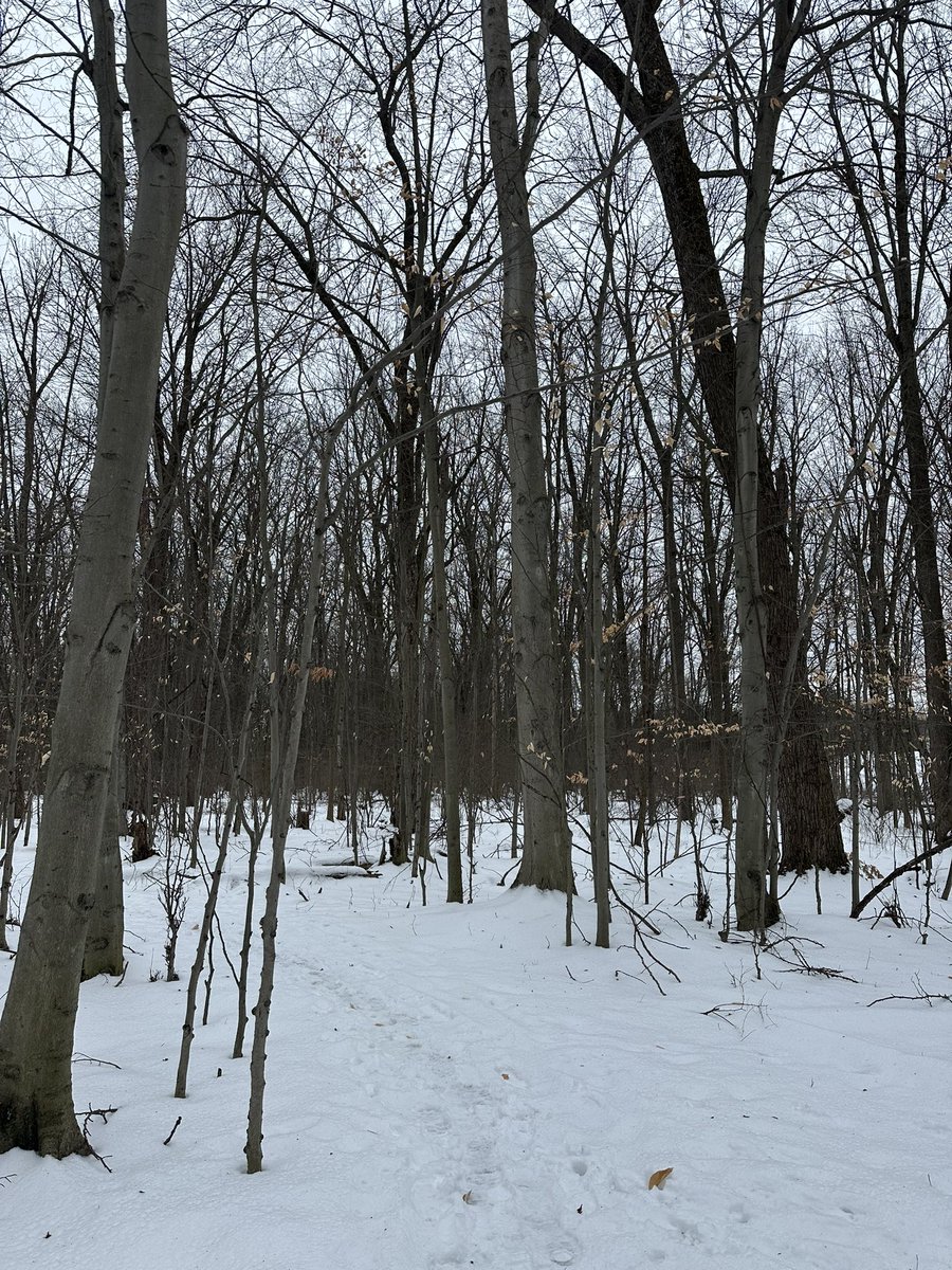 Erica O. Miller MD, FACC (@ericamillermd) on Twitter photo #joyspotting or perhaps better described as #awespotting on a beautiful, peaceful, snowy morning trail run ❄️🌲<a href="/CASivaram1/">Chittur Sivaram</a> <a href="/KTamirisaMD/">Kamala Tamirisa MD</a> #accwic <a href="/GreaterGoodSC/">Greater Good</a> #joyspotting or perhaps better described as #awespotting on a beautiful, peaceful, snowy morning trail run ❄️🌲<a href="/CASivaram1/">Chittur Sivaram</a> <a href="/KTamirisaMD/">Kamala Tamirisa MD</a> #accwic <a href="/GreaterGoodSC/">Greater Good</a>