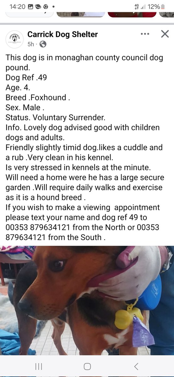 catlowry54's tweet photo. Surrendered! Super dog. Very stressed in #pound. Please share... In #Monaghanpound #foxhound https://t.co/bQRwBhHtmo