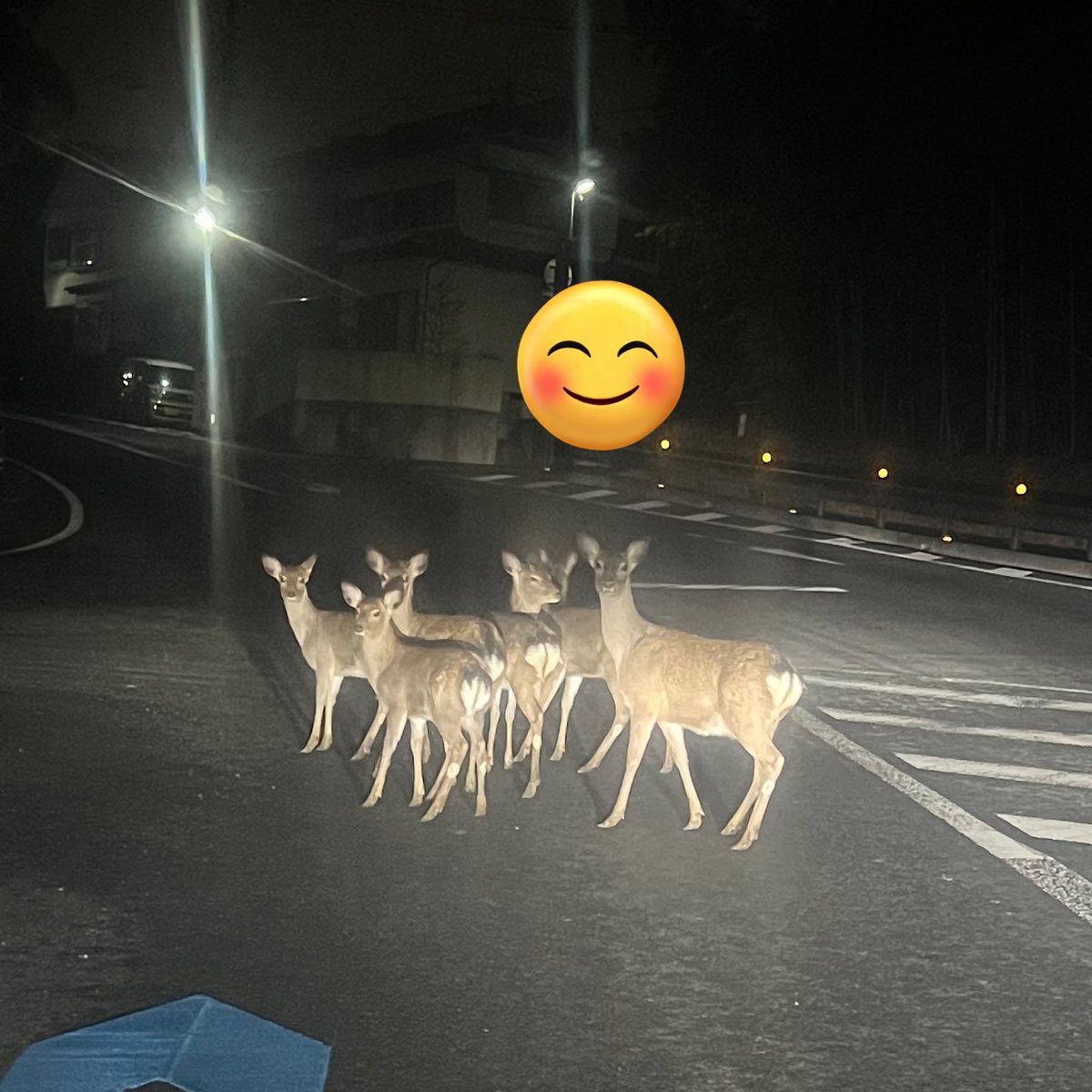 Yozora_zone's tweet photo. 家の近くの道路で
🦌🦌🦌🦌🦌🦌たん
だったのおもしろくない？ https://t.co/pkG7DajOGv