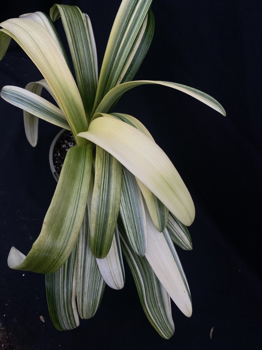 GreatAgapanthus's tweet photo. Again this week we have a small number of variegated and rare Clivia available on eBay auction. Very rarely offered https://t.co/NMo7oT79UK https://t.co/UXGiPZWZ9z