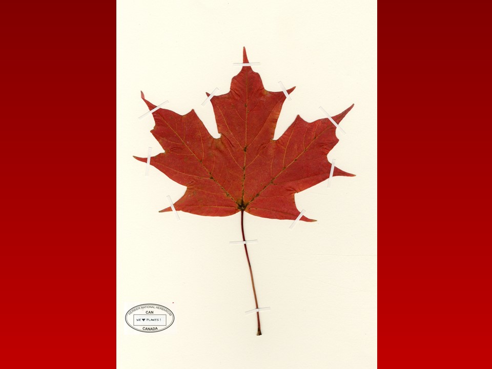 Today, we’re celebrating the 60th anniversary of the National Flag of Canada. 🇨🇦

Canada’s flag proudly features our most iconic natural emblem—the maple leaf.

A perfect symbol of the beauty of Canadian nature! 🍁

<a href="/CdnHeritage/">Canadian Heritage</a> #CanadianFlag #FlagDay
