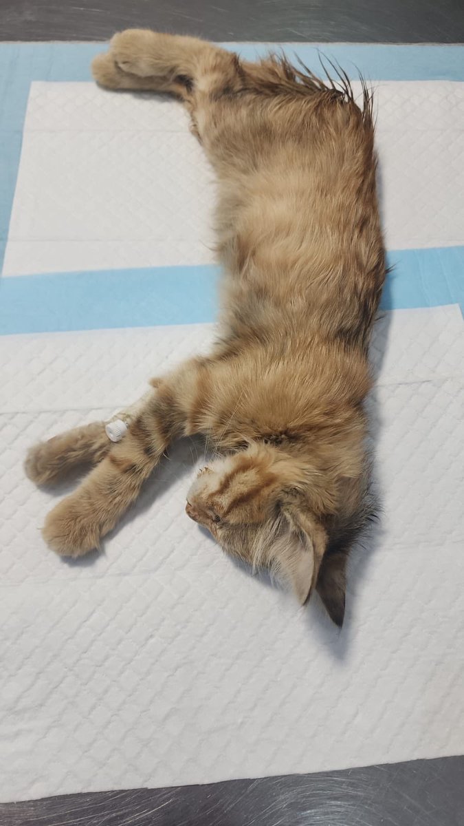 Volunteer Peace السلام التطوعية tweet media