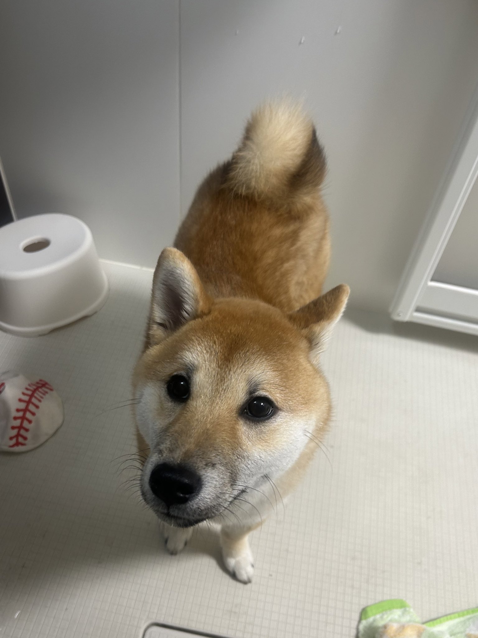 仲良し柴犬♡フライパン 仲良し柴犬♡フライパン
