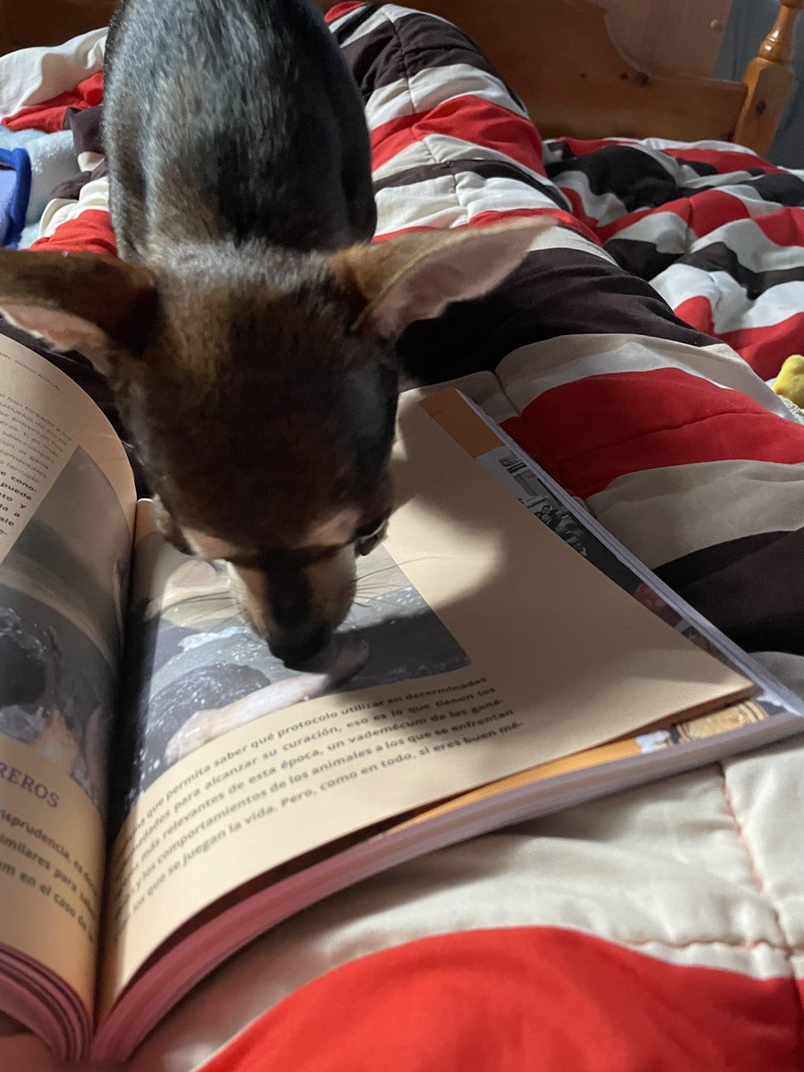 Me parece a mí que a alguien más también le gusta el libro de <a href="/tpt_tv/">Toros Para Todos</a> !!! Librazo desde la primera hoja hasta la última! Muchas gracias por plasmar el toro y su vida en un libro <a href="/eromerotpt/">Enrique Romero</a>