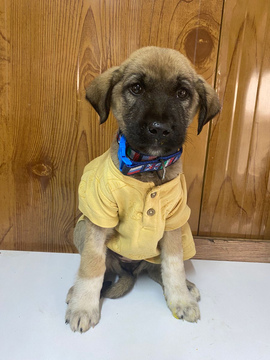 Merhaba ben ekmek ☺️
Beni hatay barinagindan yanlışlıkla çıkardılar. Evet evet yanlışlıkla.Baska bir köpecigi ariyorlardi.Beni kafesten alırken baktilar o degilmişim,geri kafese koymaya kıyamayıp çıkardılar🥹 Veterinerim dediki,orada kalsa 2 güne ölürdü.Çok hastaydım+