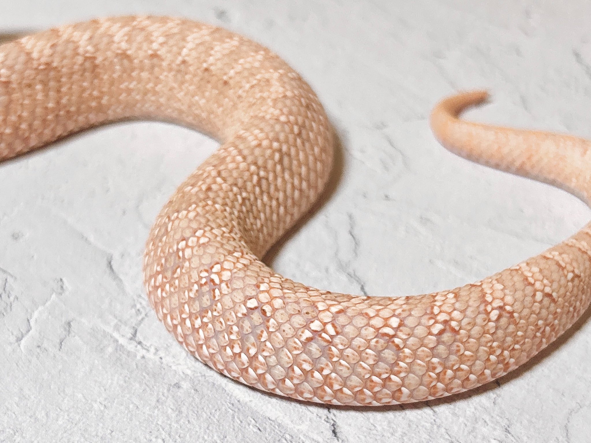 蟬丸 (@s2semimaru) / X