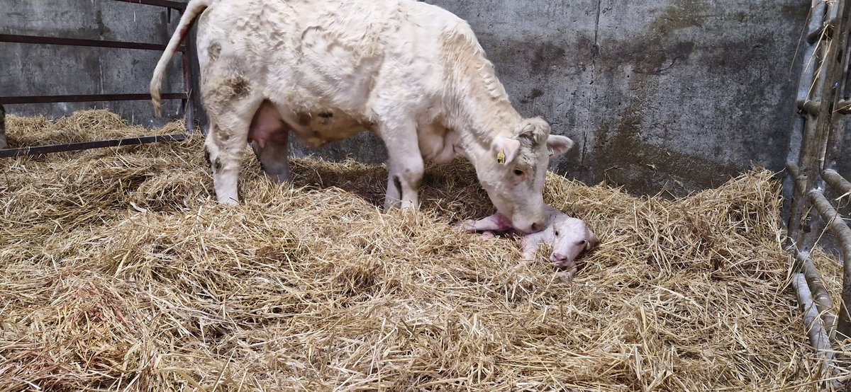 First calver by Muskateer CH8565 26 months . Bull calf by CH 8112 Messmer.  Good mother lots of milk <a href="/irishcharolais/">Charolais</a> <a href="/progressivegen/">Progressive Genetics</a> <a href="/BeefPrestige/">Prestige Beef</a> <a href="/SBullbank/">BullBank Seamus Nagle</a>