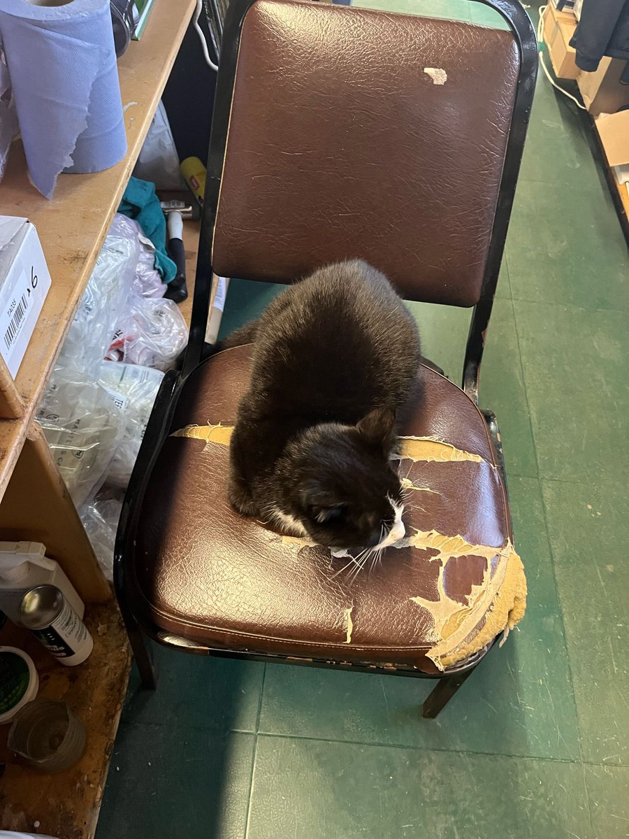 Have you lost a cat? 
This black cat with white markings has been around the Golf Shop for a while, so phone 028 8772 7485 if you think it might be yours.