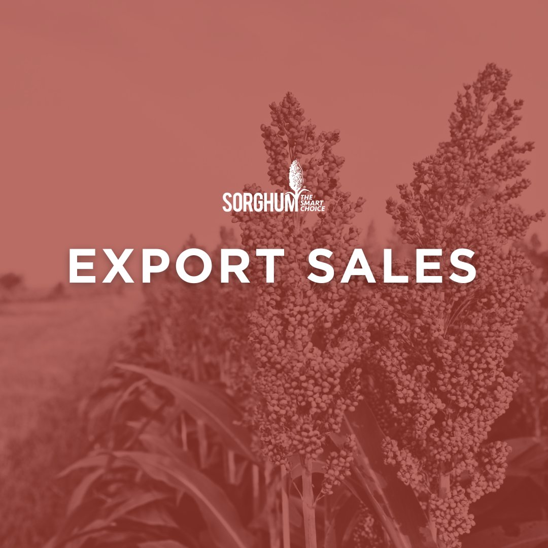Sorghum Checkoff (@sorghumcheckoff) on Twitter photo 🚨Breaking News: U.S. Sorghum Gains Ground in Spain!🚨 Thanks to a successful trade mission with the <a href="/usgrainscouncil/">U.S. Grains Council</a> and Texas Grain Sorghum Producers just a few weeks ago, U.S. sorghum has secured net sales of 53,000 MT to Spain for the 2024/2025 marketing year! 🚨Breaking News: U.S. Sorghum Gains Ground in Spain!🚨 Thanks to a successful trade mission with the <a href="/usgrainscouncil/">U.S. Grains Council</a> and Texas Grain Sorghum Producers just a few weeks ago, U.S. sorghum has secured net sales of 53,000 MT to Spain for the 2024/2025 marketing year!