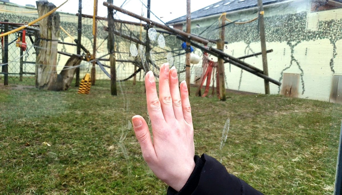 Rebecca's Butterfly Farm (BCyA) (@beccasbutterfli) on Twitter photo Recorded another epic episode for my new #Podcast, which will be released early April, with #RebeccaBiddle of <a href="/TwycrossZoo/">Twycross Zoo</a> & my sister <a href="/SarahButterfli/">Sarah's Butterfly Garden π¦</a>. Thank you both for joining me
π§πππ¦
#podcastseries #Podcasts #podcasting #zoo #conservation Recorded another epic episode for my new #Podcast, which will be released early April, with #RebeccaBiddle of <a href="/TwycrossZoo/">Twycross Zoo</a> & my sister <a href="/SarahButterfli/">Sarah's Butterfly Garden π¦</a>. Thank you both for joining me
π§πππ¦
#podcastseries #Podcasts #podcasting #zoo #conservation