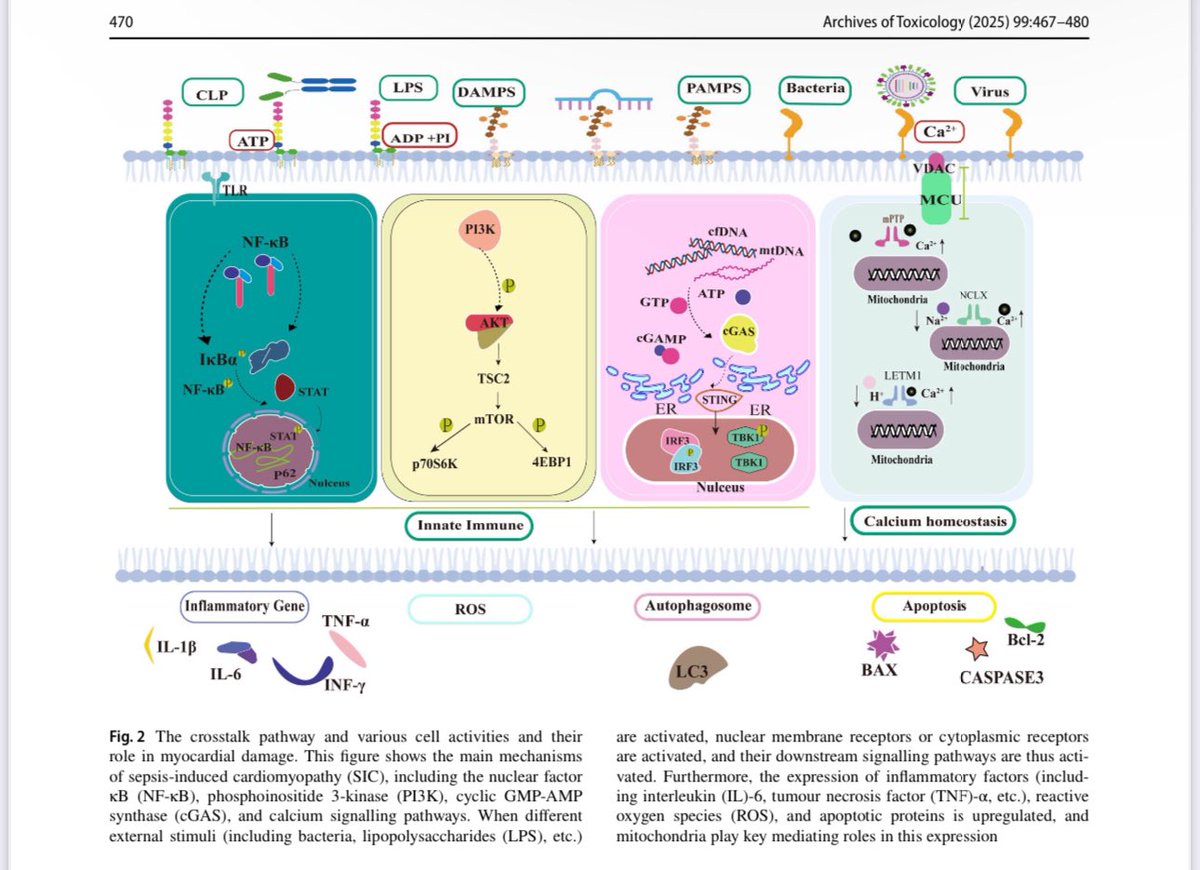 🗣️ Cardiomiopatia inducida por sepsis

📌 La sepsis induce cardiomiopatía a través de múltiples mecanismos complejos que involucran disfunción mitocondrial, estrés del retículo endoplásmico, inflamación excesiva y alteraciones en la homeostasis del calcio, entre otros.

📌 La