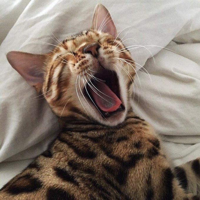 Why you should have a cat (@shouldhavecat) on Twitter photo 