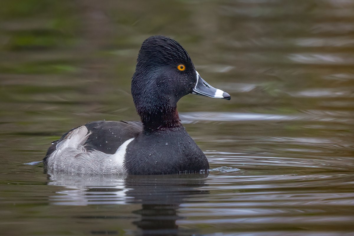 Ring-necked Duck, St Helens...sorry !