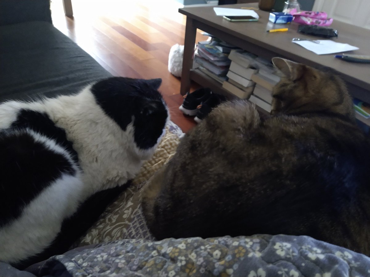 Dit is wel uniek. Boris en Woezel naast elkaar 😍