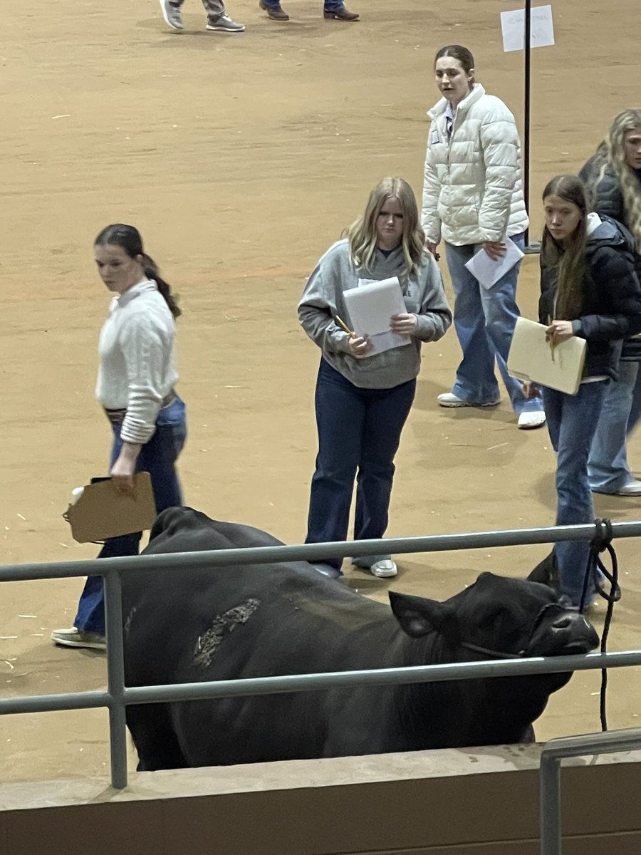 Forsan High School Ag (@agforsan) on Twitter photo Ava putting in work on this class of market steers at San Angelo!! <a href="/ForsanHS/">Forsan JH/HS</a> <a href="/forsanisd/">Forsan ISD</a> Ava putting in work on this class of market steers at San Angelo!! <a href="/ForsanHS/">Forsan JH/HS</a> <a href="/forsanisd/">Forsan ISD</a>