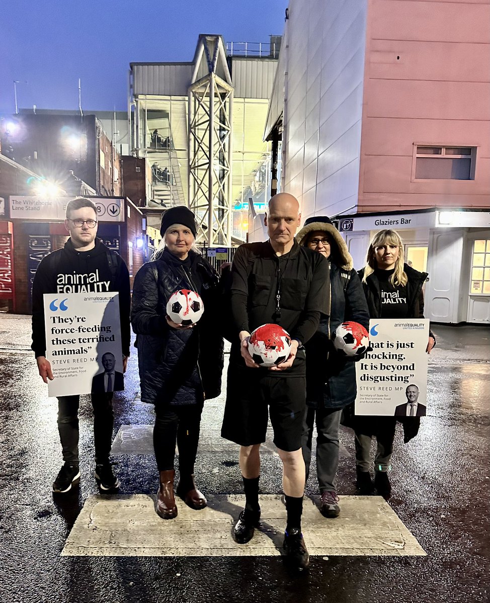 🏟️ It’s not a game when animals suffer. Government Minister, <a href="/SteveReedMP/">Steve Reed</a>, must blow the whistle on foie gras cruelty NOW! 🚨📢 

Did you know that the livers of force-fed ducks and geese swell up to 10 times their normal size? Approximately the size of these small footballs!⚽️
