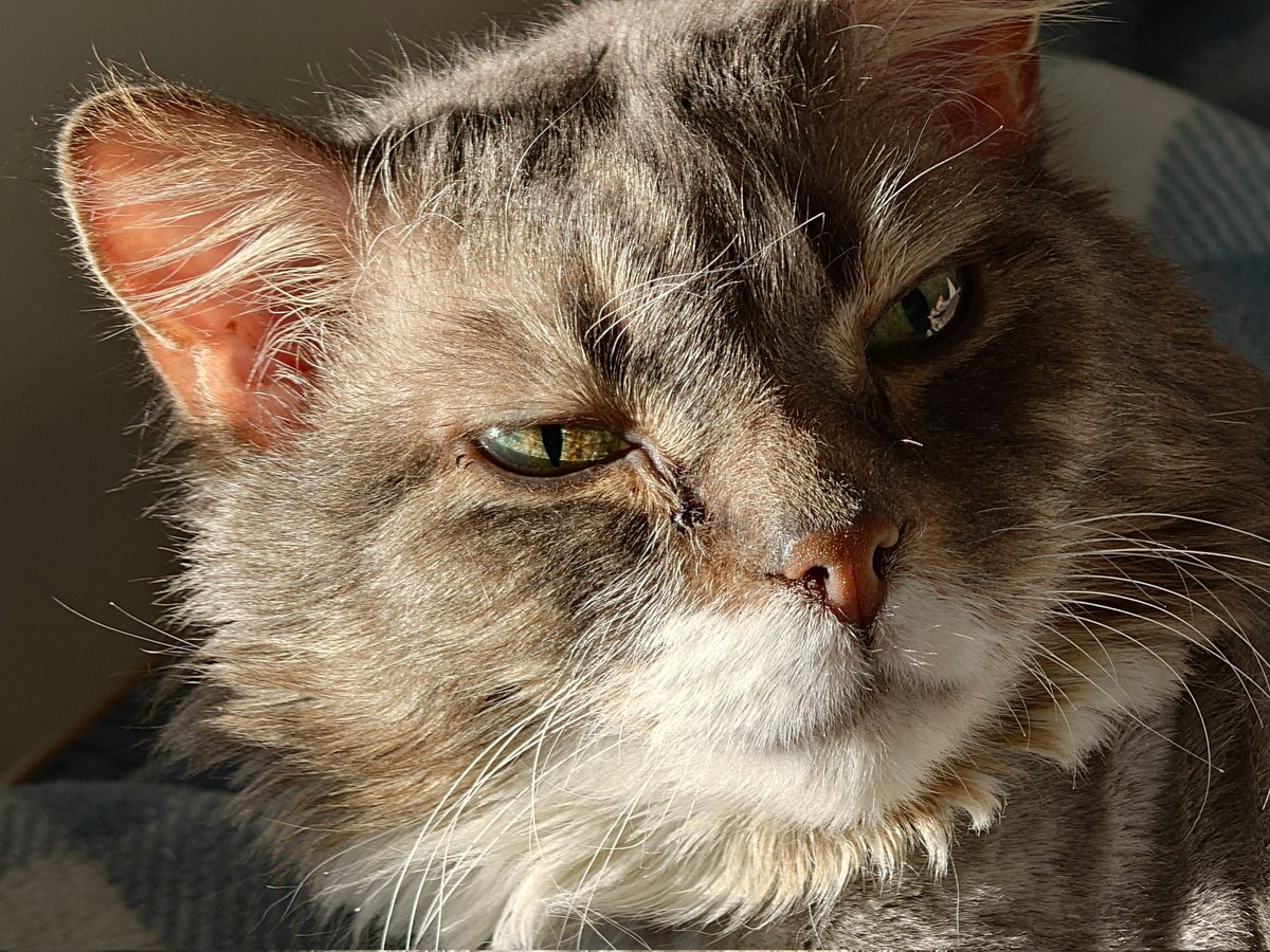 destructionset's tweet photo. hi everyone. i don't normally like to talk about my life but my elderly, chronically ill cat Xephos' health has been declining for the past couple months, and though she is regularly going to the vet for monitoring &amp; treatment she's still getting worse without a clear reason why https://t.co/MAwLPx8CE6