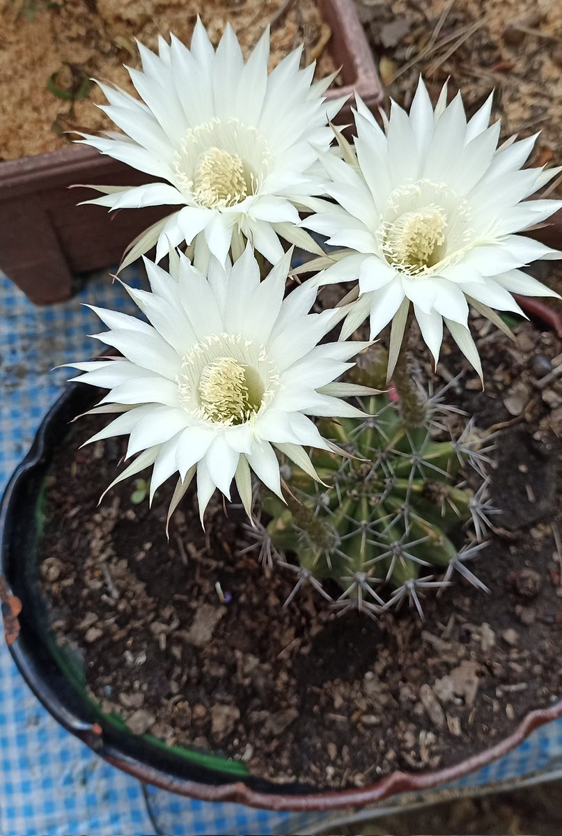 Comprando plantas con mamá.😃