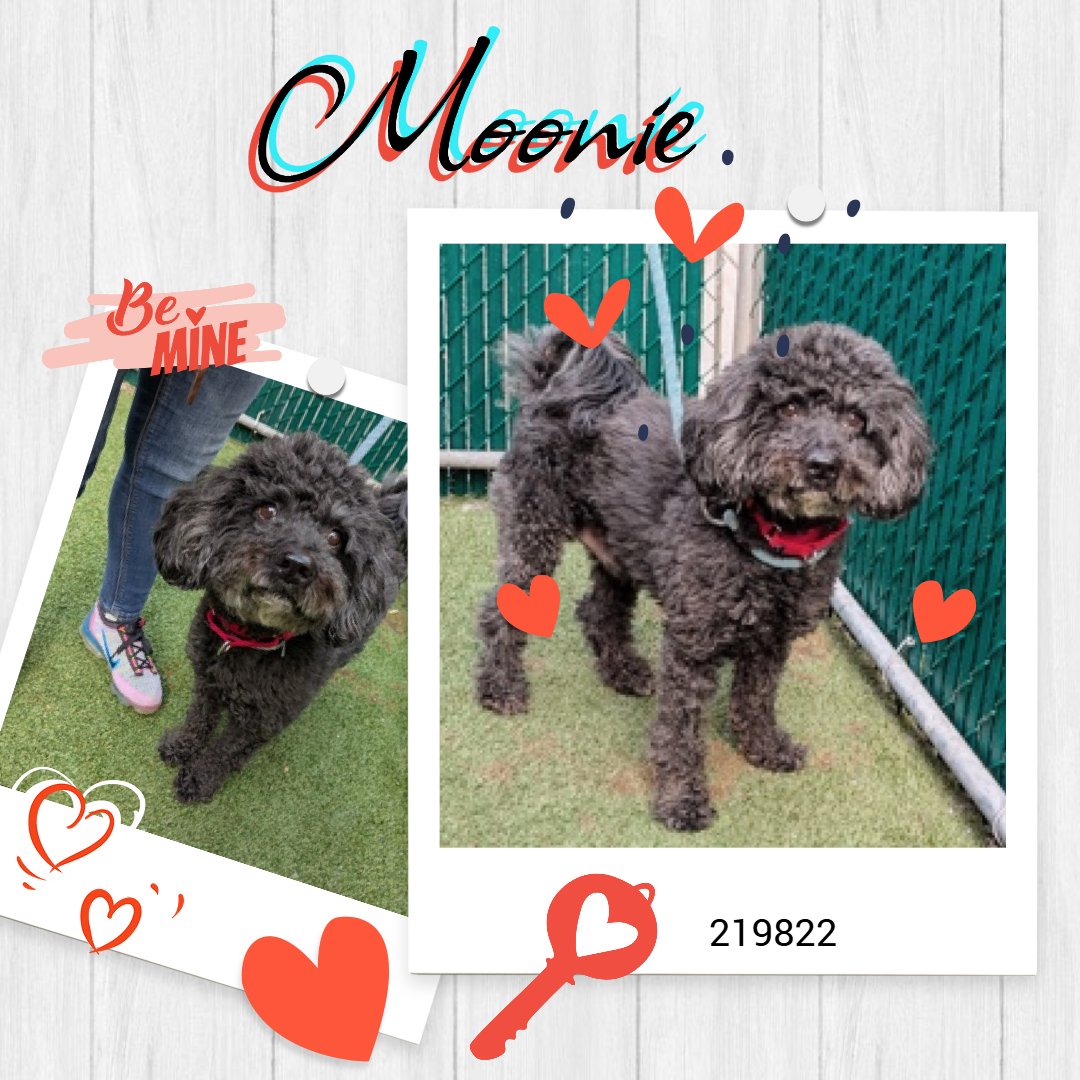 notthesameone2's tweet image. 🚨 Last call for 6-y/o Moonie, now under possible kill command. Surrendered b/c owner unwell. Cute, petite, wiggly, well-behaved, good leash-walker, knows cues, energetic. Selective w/ strangers, playful w/ kids, looking to be a solo pet. Loves walks &amp;amp; parks.