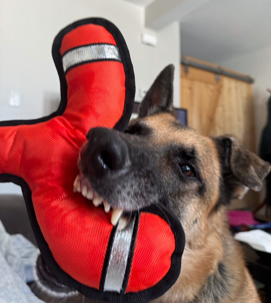 Big fan of his new <a href="/PeaveyMart/">Peavey Mart</a> toy. 🐾