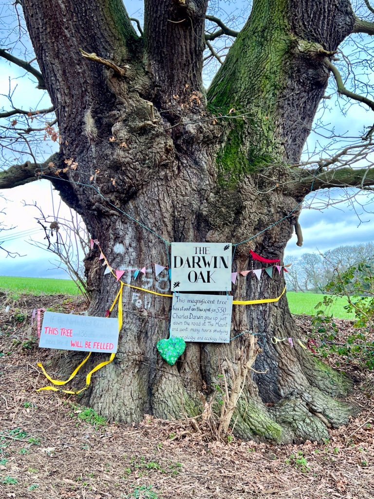 TiCLme's tweet image. Excellent!

Now your vote WILL save this  #GreatTree too @RoadToRuinShrop @ShropshireStar - that’s a promise